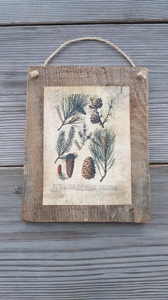 Magnolia - Country & Brocante - TARGHETTA PIGNE 1 TARGHETTA PIGNE