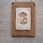 TARGHETTA FUNGHI