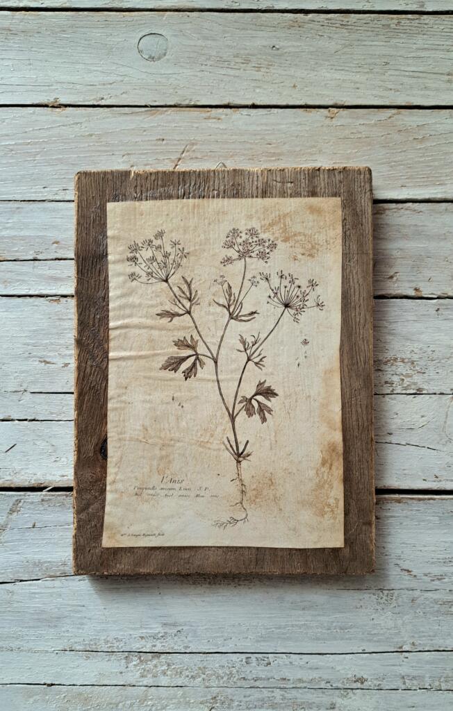 Magnolia - Country & Brocante - QUADRETTO ANICE 1 QUADRETTO ANICE