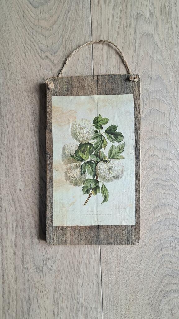 Magnolia - Country & Brocante - TARGHETTA VIBURNO 1 TARGHETTA VIBURNO