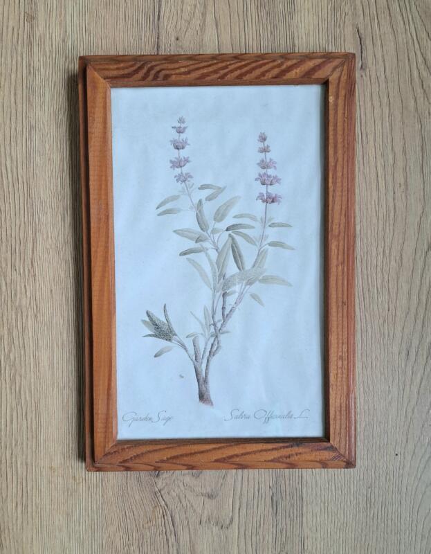 QUADRETTO CON SALVIA