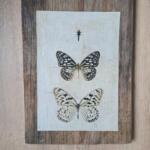QUADRETTO FARFALLE