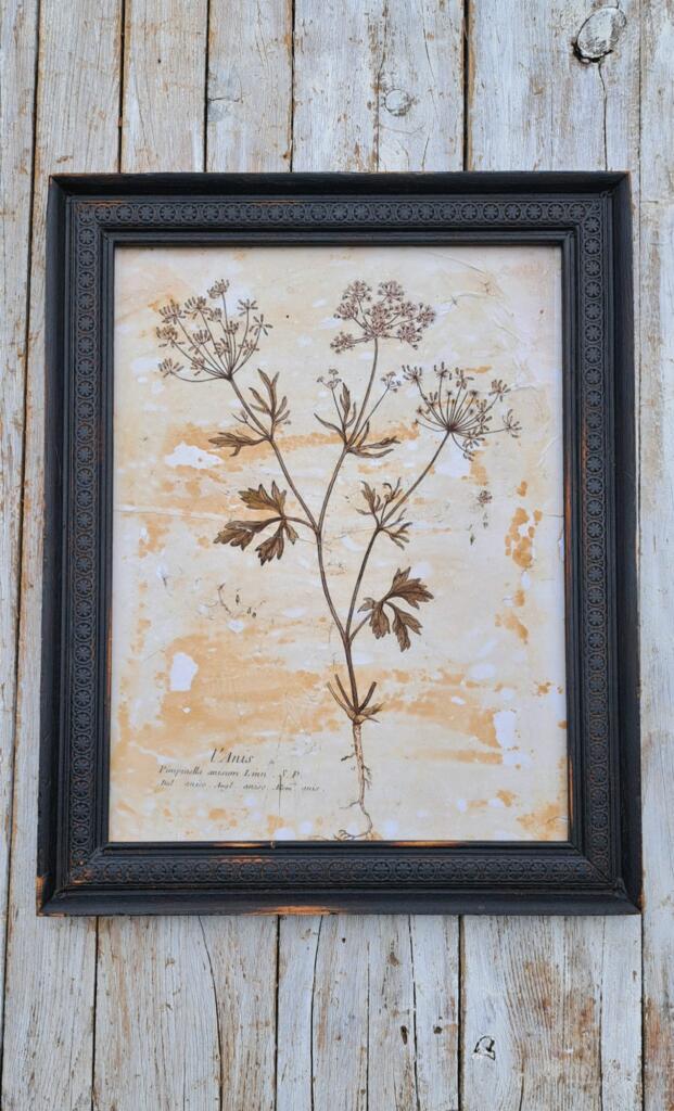 Magnolia - Country & Brocante - QUADRETTO STAMPA BOTANICA 1 QUADRETTO STAMPA BOTANICA