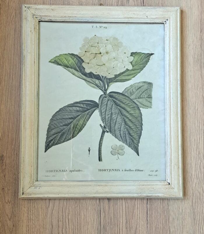 QUADRETTO STAMPA BOTANICA ORTENSIA