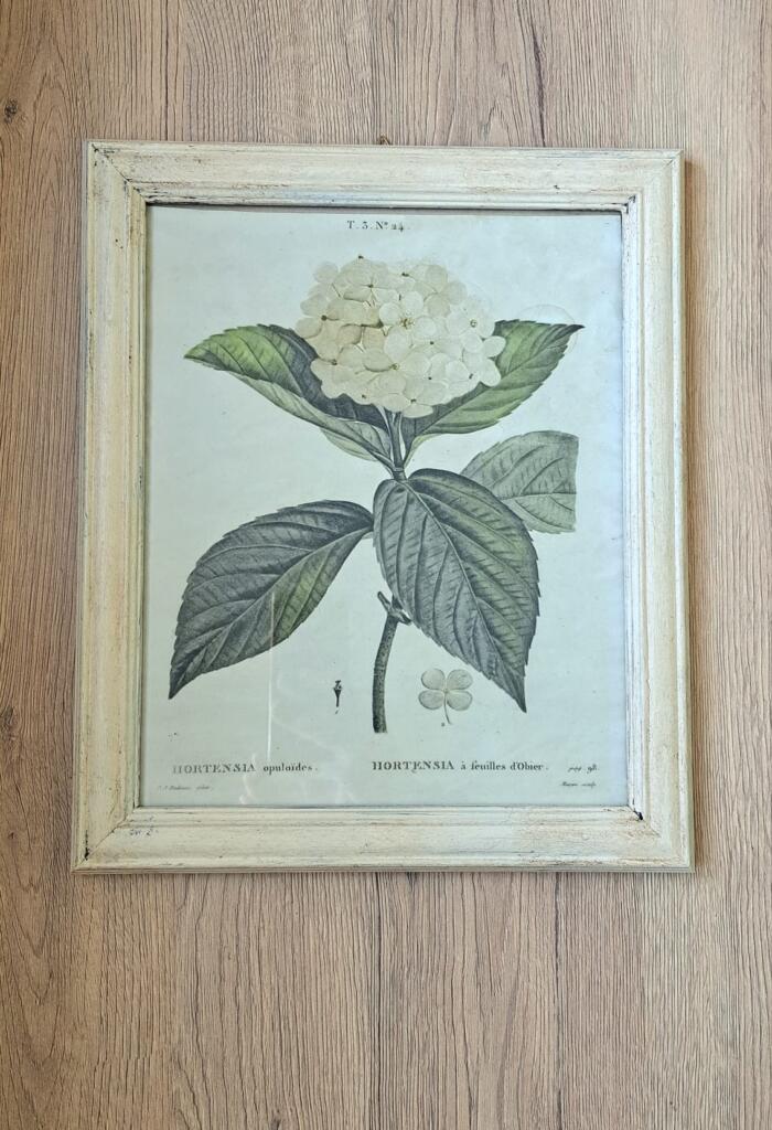 Magnolia - Country & Brocante - QUADRETTO STAMPA BOTANICA ORTENSIA 1 QUADRETTO STAMPA BOTANICA ORTENSIA